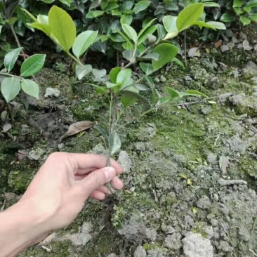 茶梅2cm以下4cm以下0.5米以下