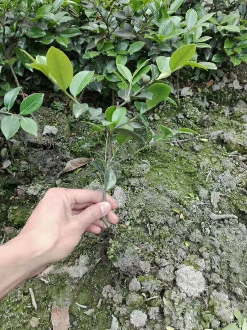 茶梅2cm以下4cm以下0.5米以下