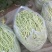 白条豆角15厘米以上