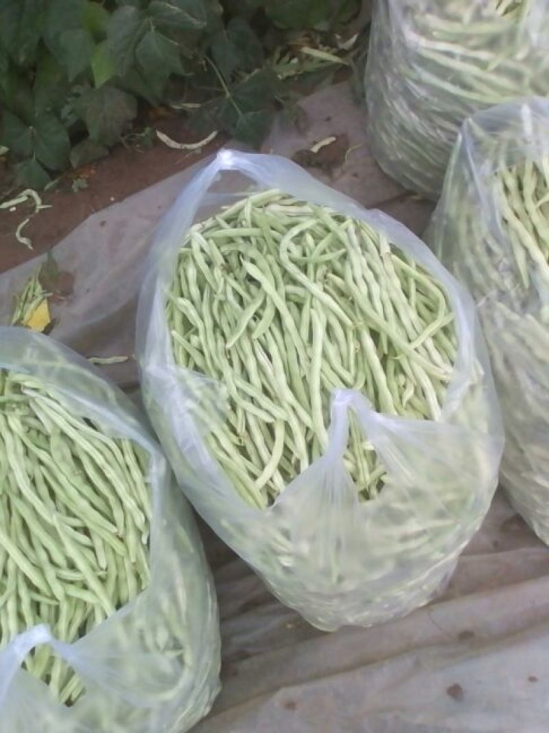 白条豆角15厘米以上