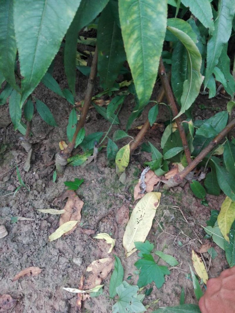 黄金蜜桃树苗皮球桃嫁接苗