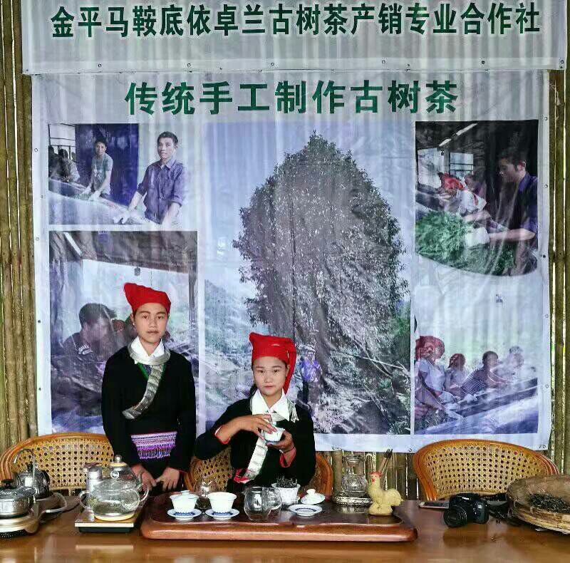 古树茶一级