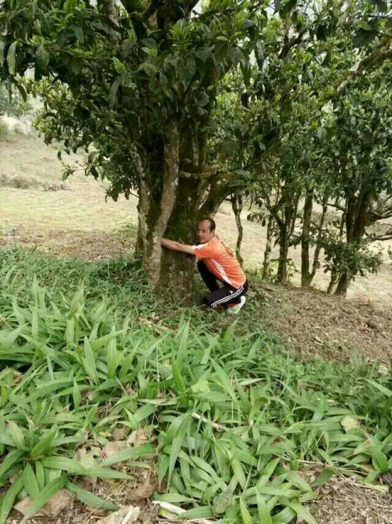 古树茶一级