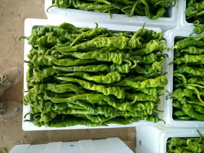 陕西定边鲜辣椒螺丝椒，量大价优，欢迎咨询
