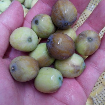 新鲜莲子大颗粒新鲜莲子批发草莲子过筛颗粒均匀产地直销