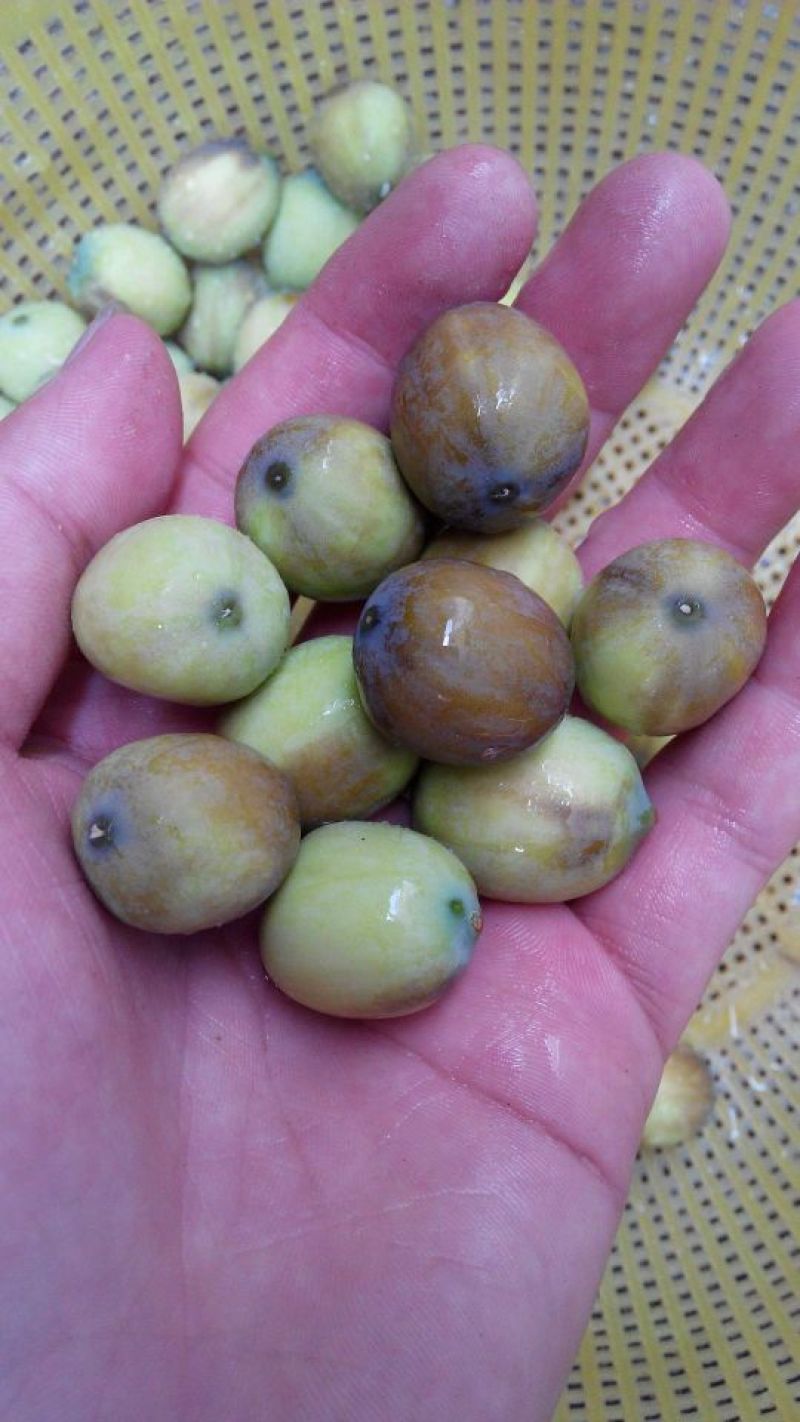 新鲜莲子大颗粒新鲜莲子批发草莲子过筛颗粒均匀产地直销