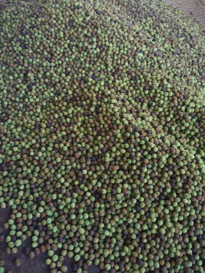 新鲜莲子大颗粒新鲜莲子批发草莲子过筛颗粒均匀产地直销