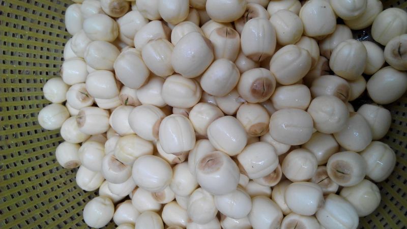 新鲜莲子大颗粒新鲜莲子批发草莲子过筛颗粒均匀产地直销