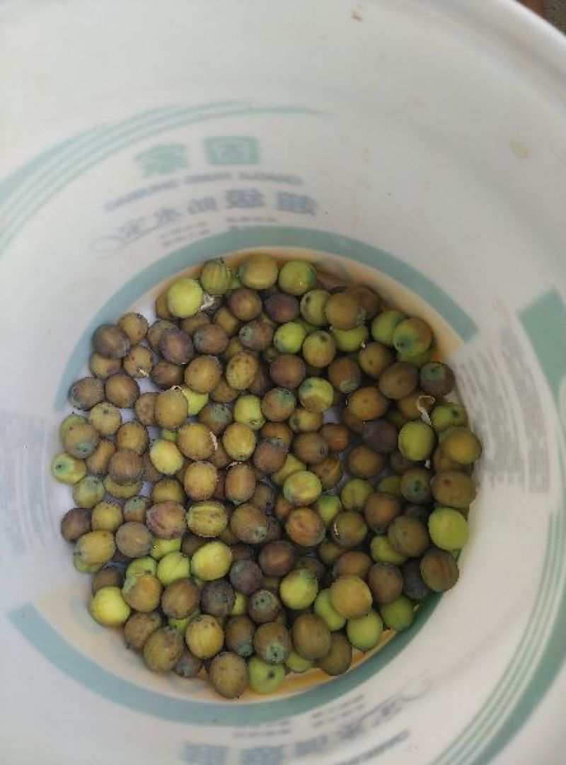 新鲜莲子大颗粒新鲜莲子批发草莲子过筛颗粒均匀产地直销