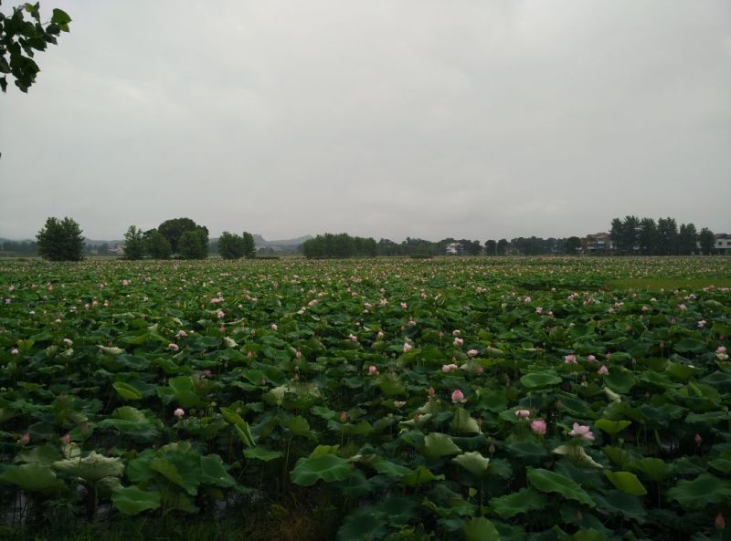 新鲜莲子大颗粒新鲜莲子批发草莲子过筛颗粒均匀产地直销