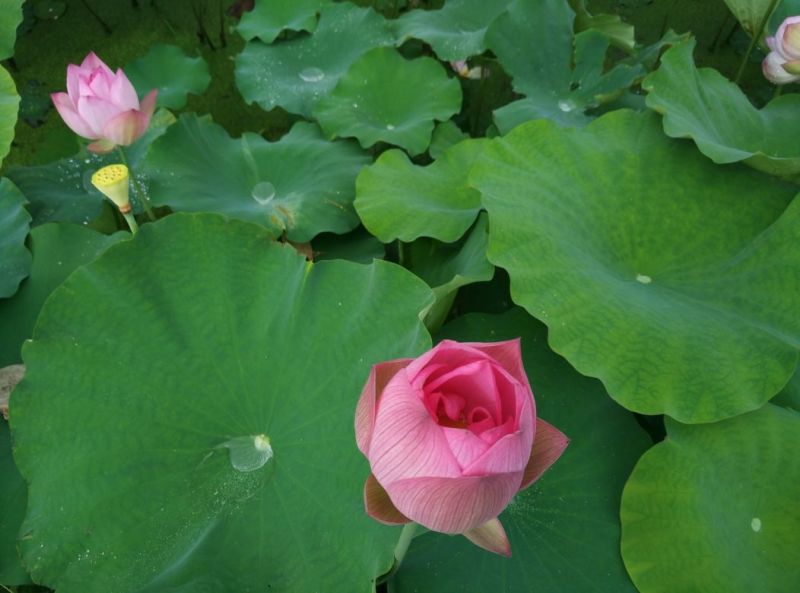 新鲜莲子大颗粒新鲜莲子批发草莲子过筛颗粒均匀产地直销