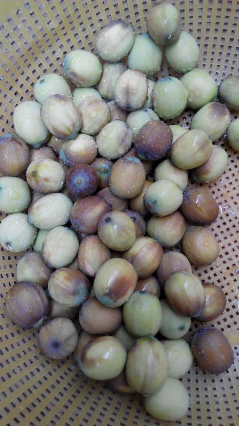 新鲜莲子大颗粒新鲜莲子批发草莲子过筛颗粒均匀产地直销