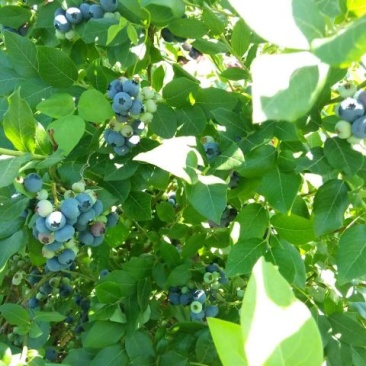北陆蓝莓鲜果8~10mm以上