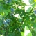 北陆蓝莓鲜果8~10mm以上