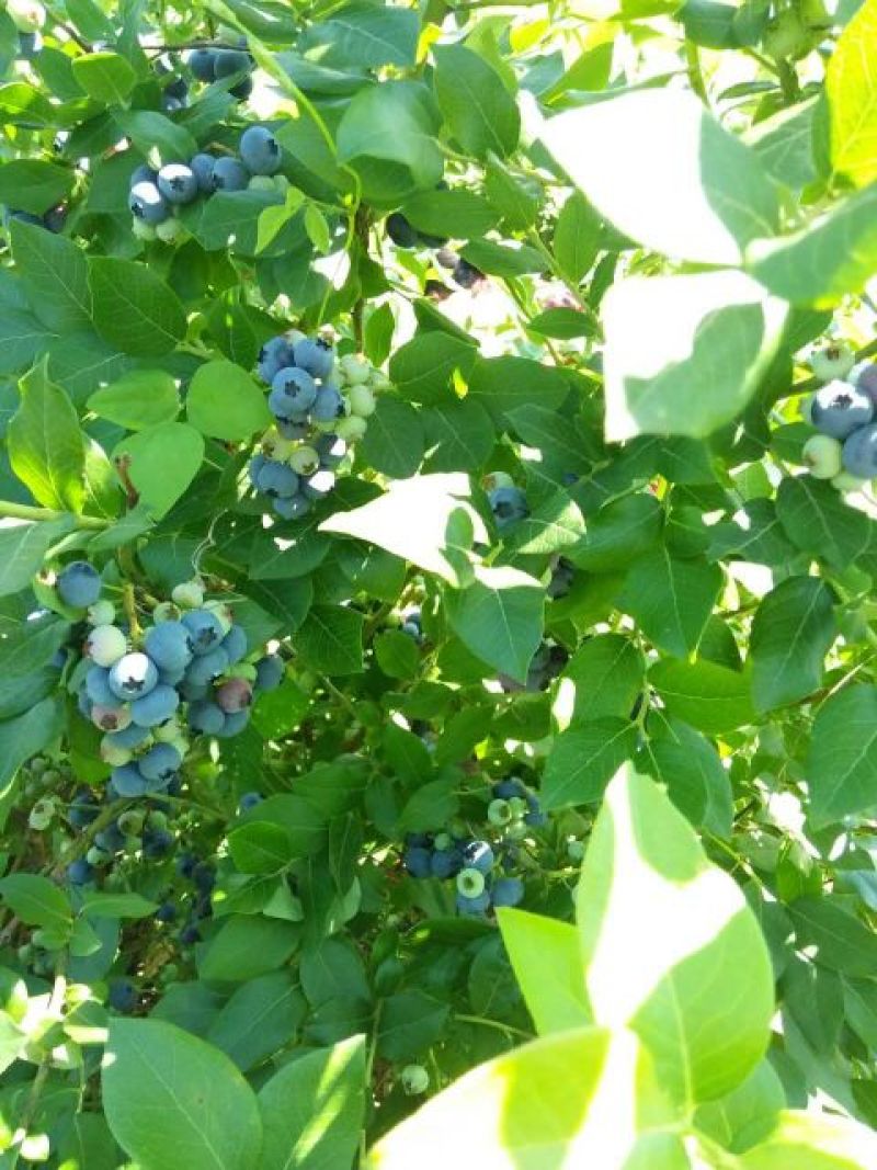 北陆蓝莓鲜果8~10mm以上