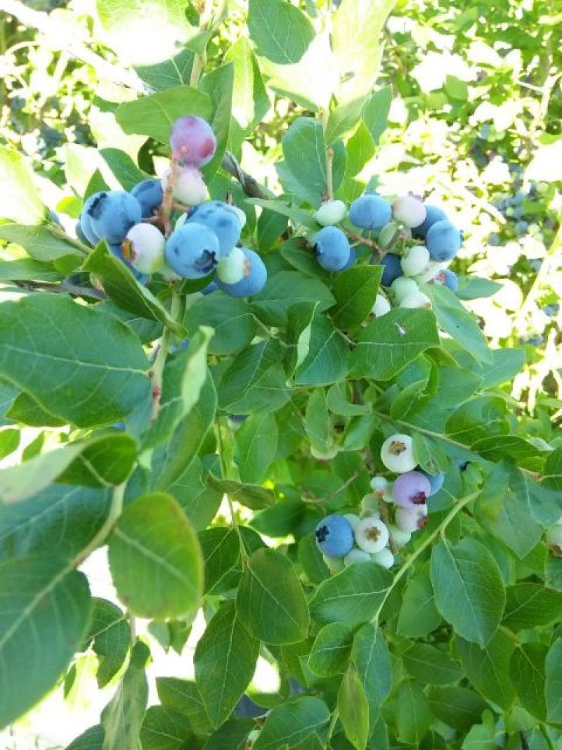 北陆蓝莓鲜果8~10mm以上