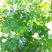 北陆蓝莓鲜果8~10mm以上