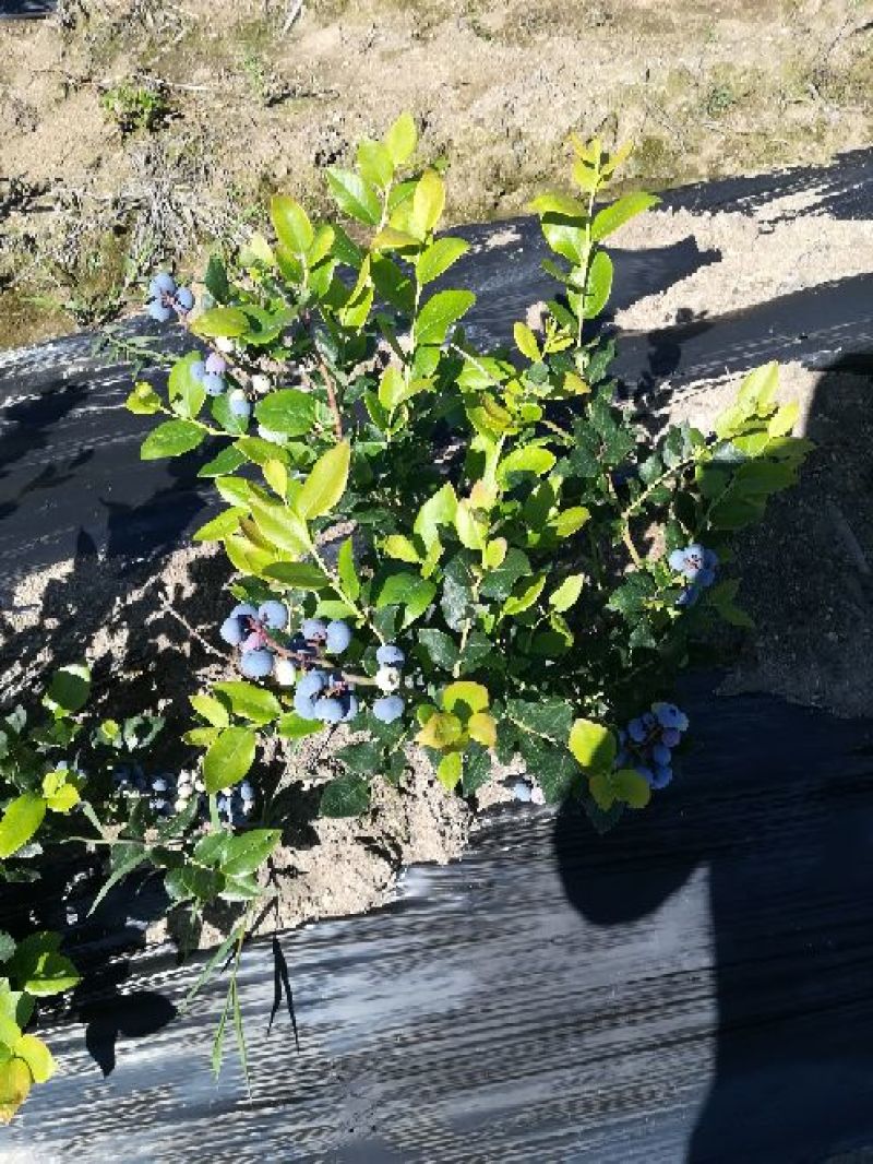 北陆蓝莓鲜果8~10mm以上