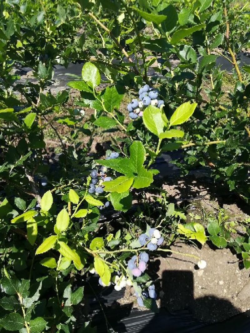 北陆蓝莓鲜果8~10mm以上