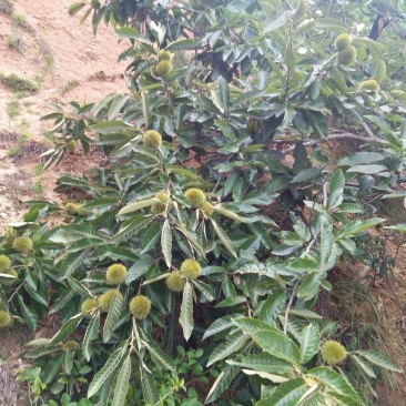 麻城板栗炒栗种特选
