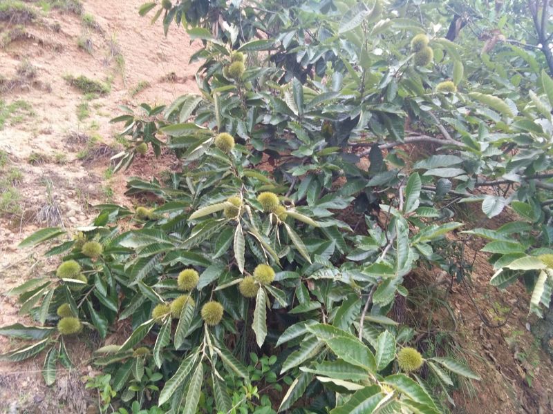 麻城板栗炒栗种特选