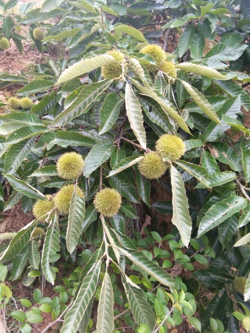 麻城板栗炒栗种特选