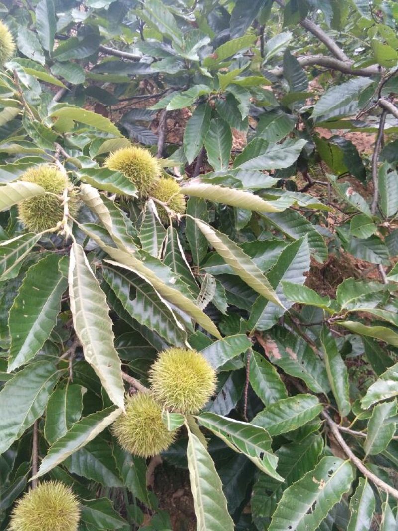 麻城板栗炒栗种特选