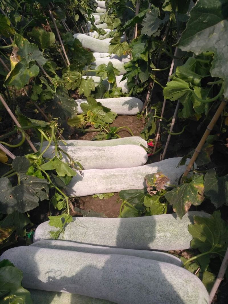白皮冬瓜三十斤以上吊冬瓜