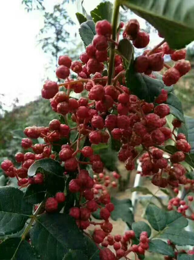 大红袍花椒特级干