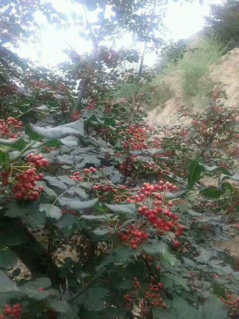 大红袍花椒特级干