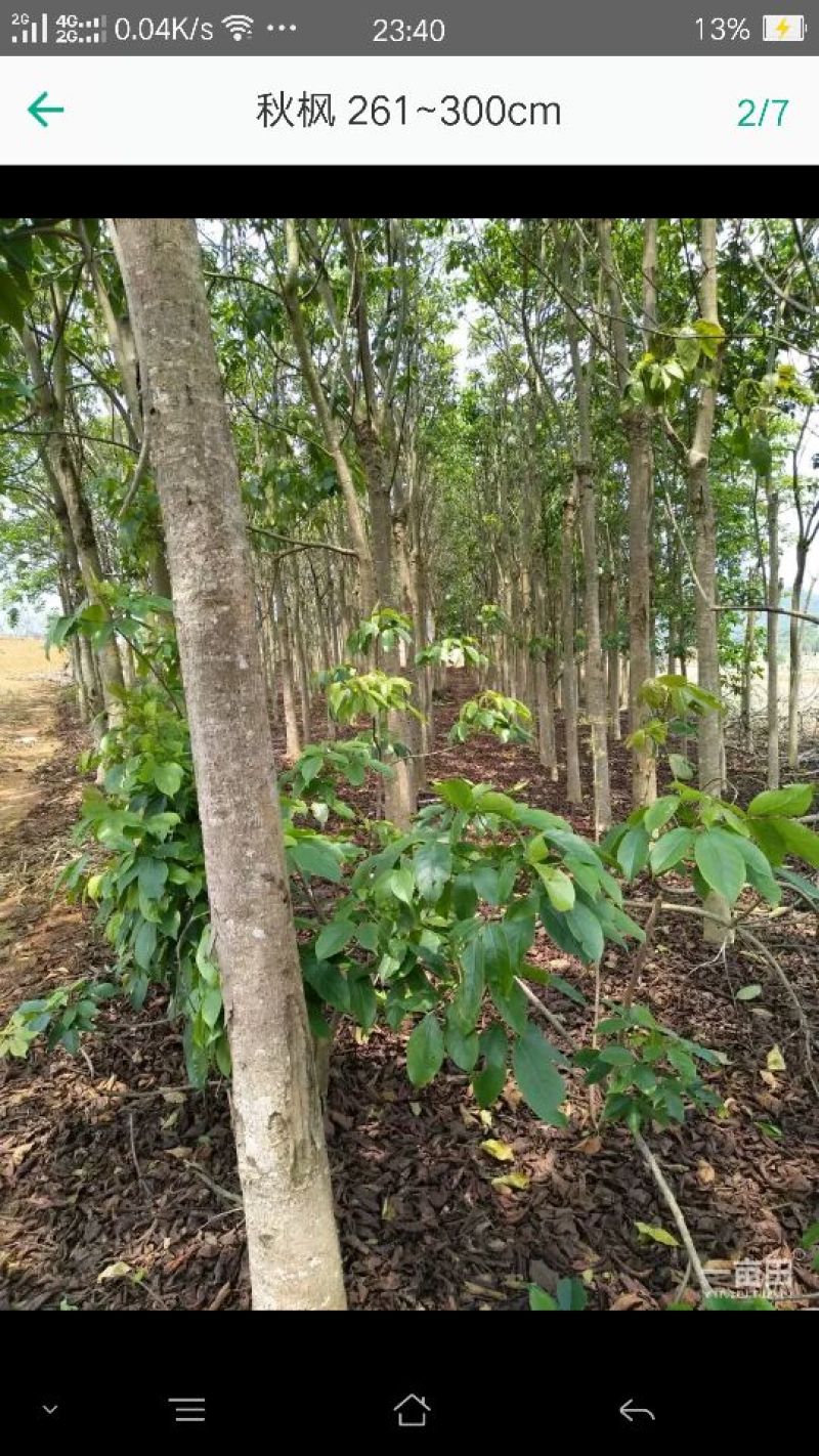 秋枫10~20cm