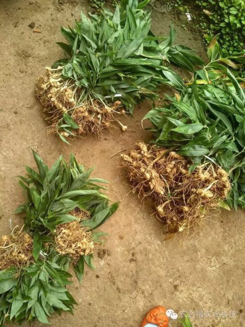黄精甜统个