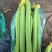 鲜花丝瓜40厘米以上欢迎咨询量大从优
