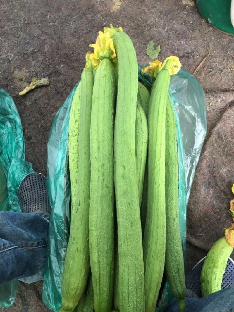 鲜花丝瓜40厘米以上欢迎咨询量大从优