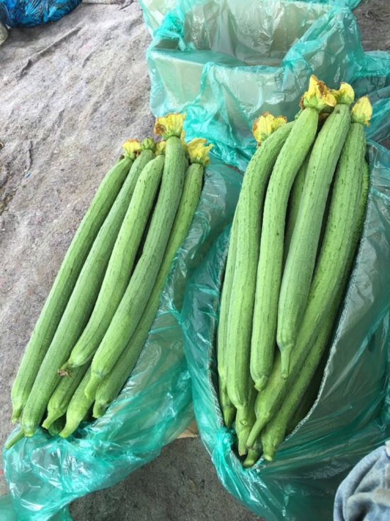鲜花丝瓜40厘米以上欢迎咨询量大从优