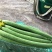 鲜花丝瓜40厘米以上欢迎咨询量大从优