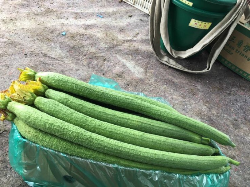 鲜花丝瓜40厘米以上欢迎咨询量大从优