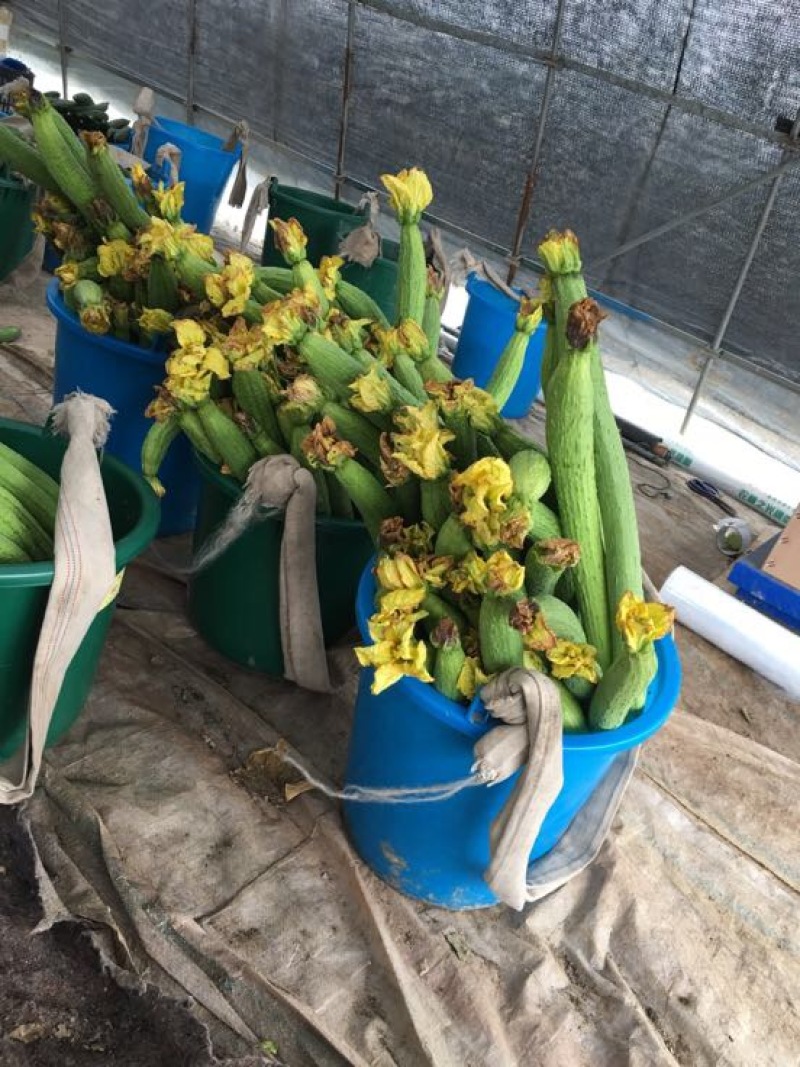 鲜花丝瓜40厘米以上欢迎咨询量大从优