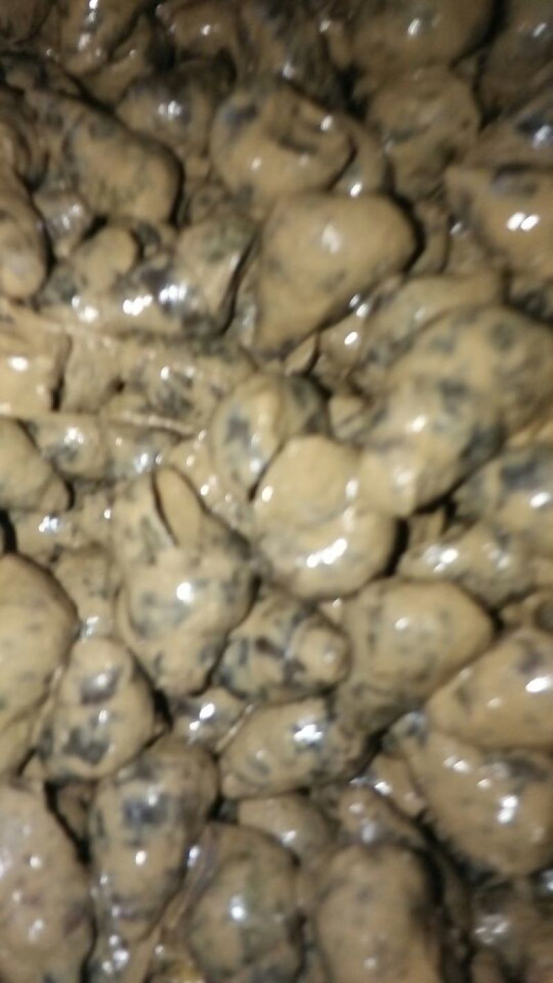正宗，鱼塘的，精品的螺蛳