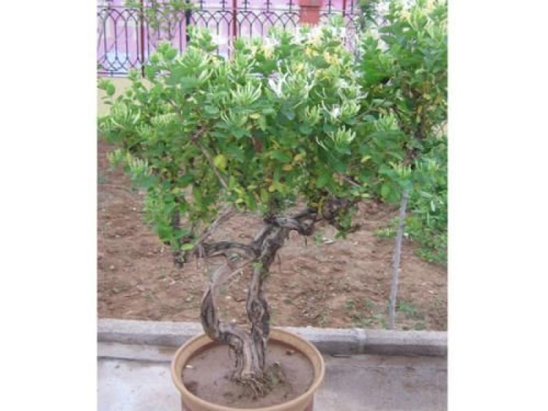 金银花1~1.5米