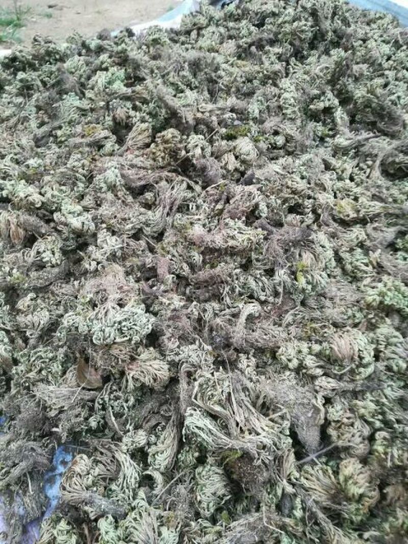 卷柏