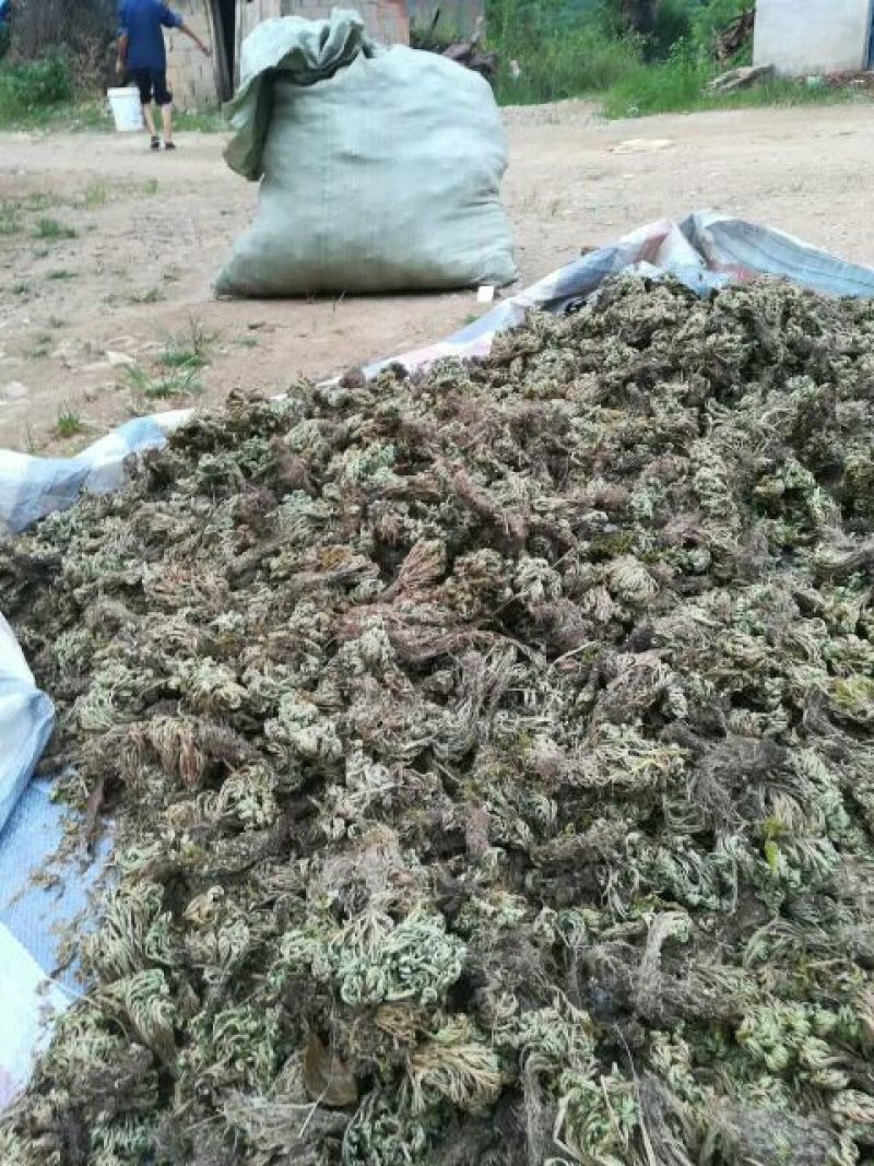 卷柏