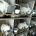 荷兰兔公羊兔