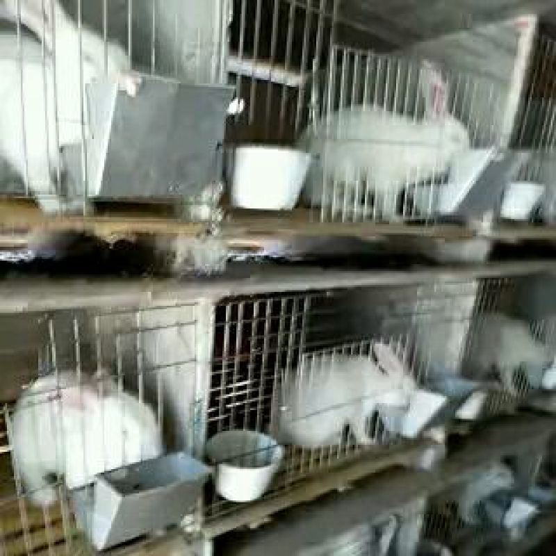 荷兰兔公羊兔