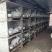 荷兰兔公羊兔