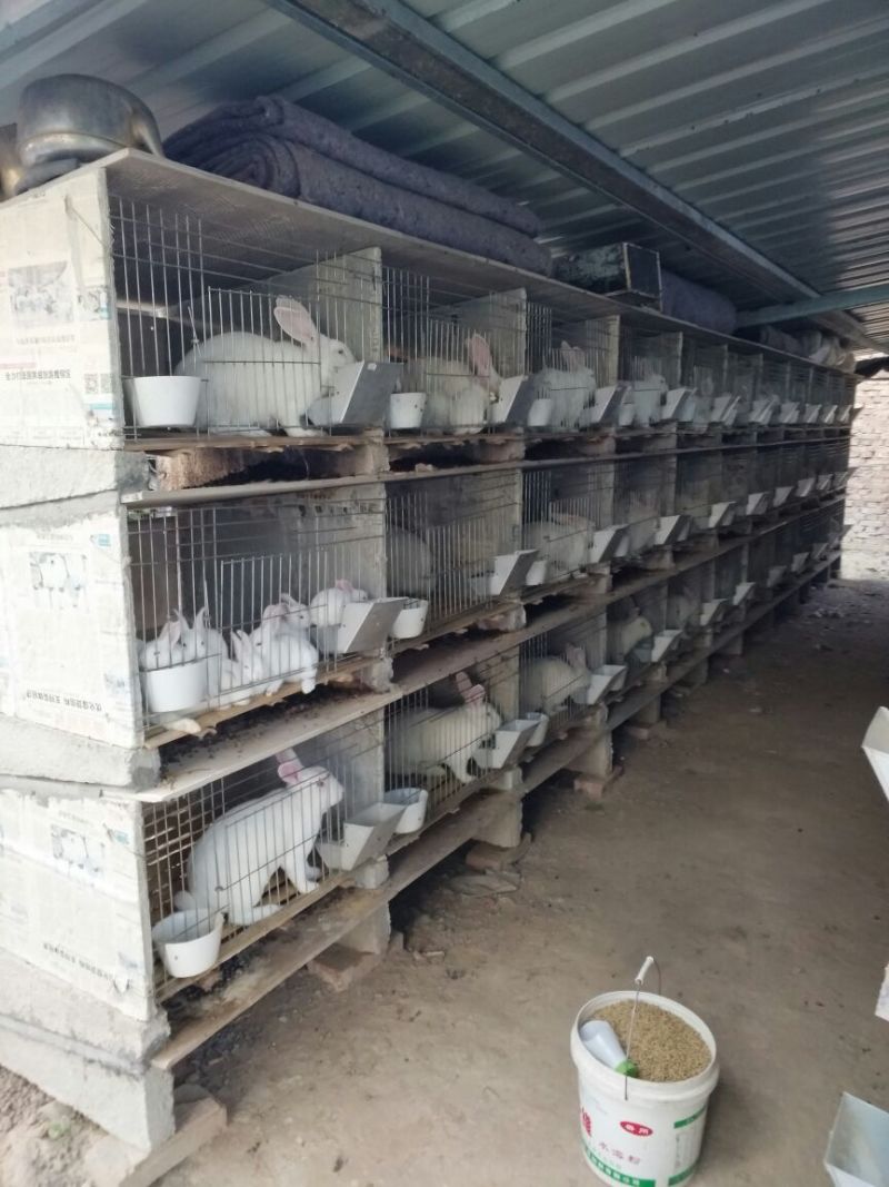 荷兰兔公羊兔
