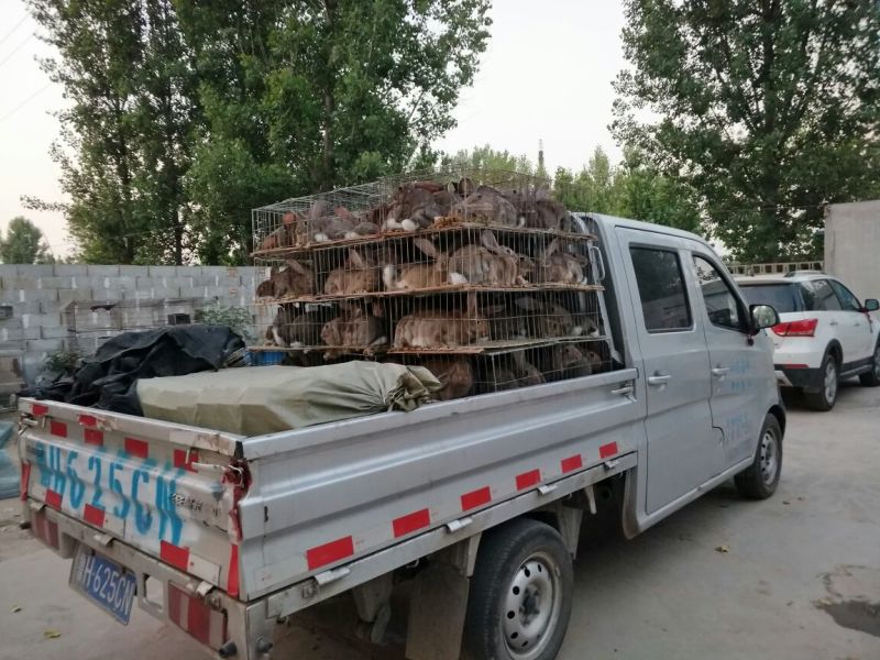 荷兰兔公羊兔