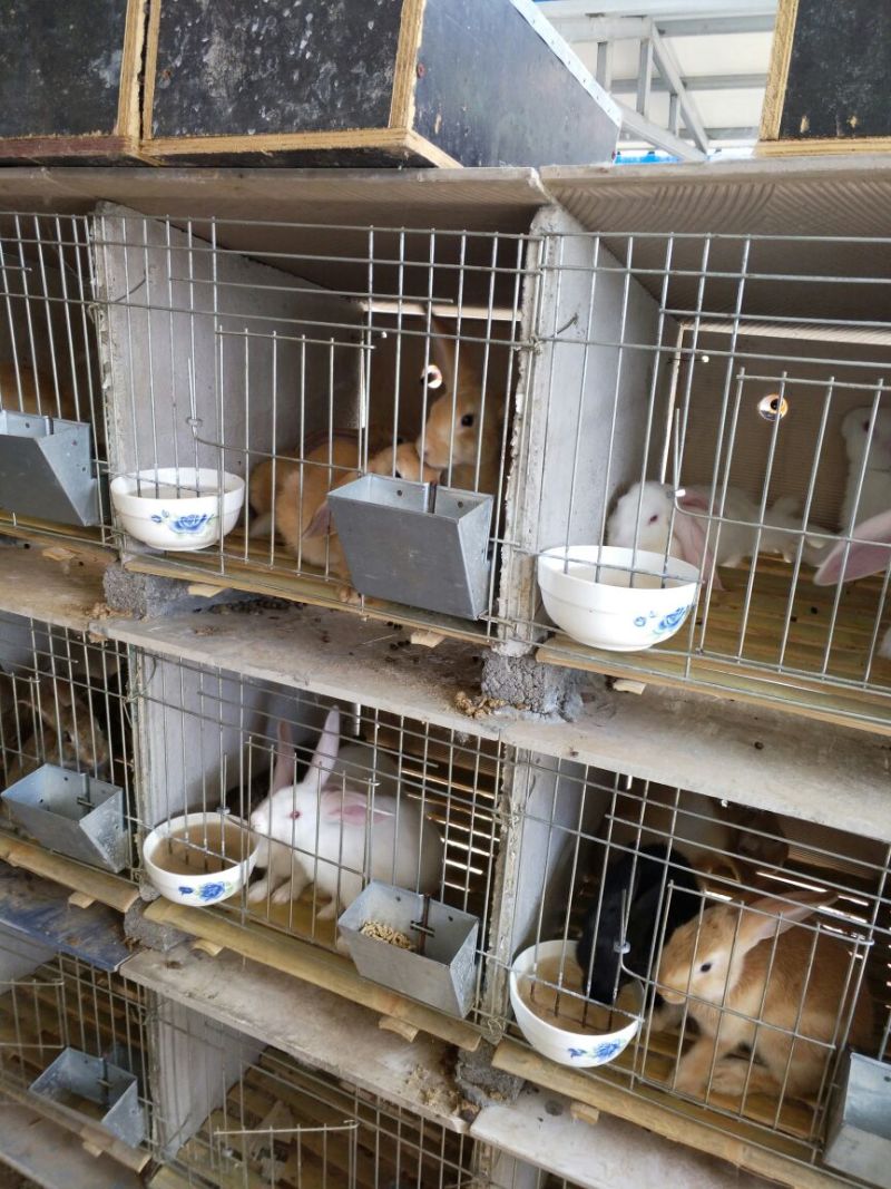荷兰兔公羊兔