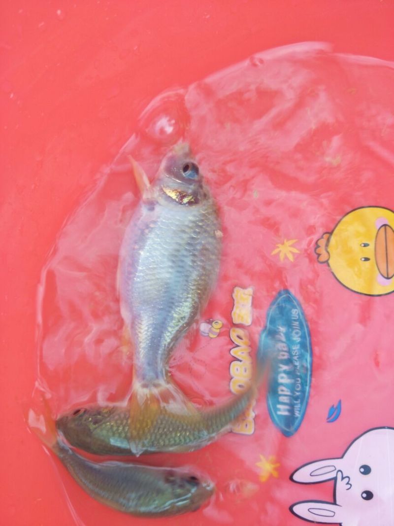 荷包鲤禾花鱼