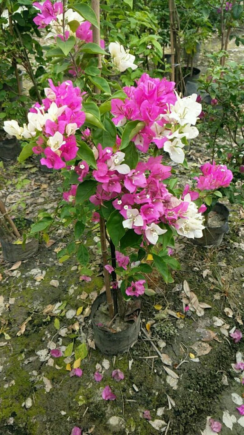 三角梅30~50cm